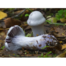 Мицелий Паутинника бело-фиолетового (Cortinarius alboviolaceus)